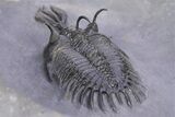 Large, Top Quality Trident Walliserops Trilobite - Timrzit, Morocco #381166-5
